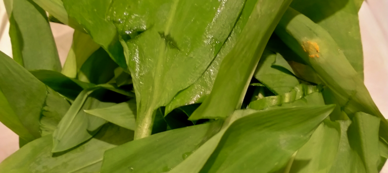 Lire la suite à propos de l’article Du pesto à l’ail des ours dans ta pizza !