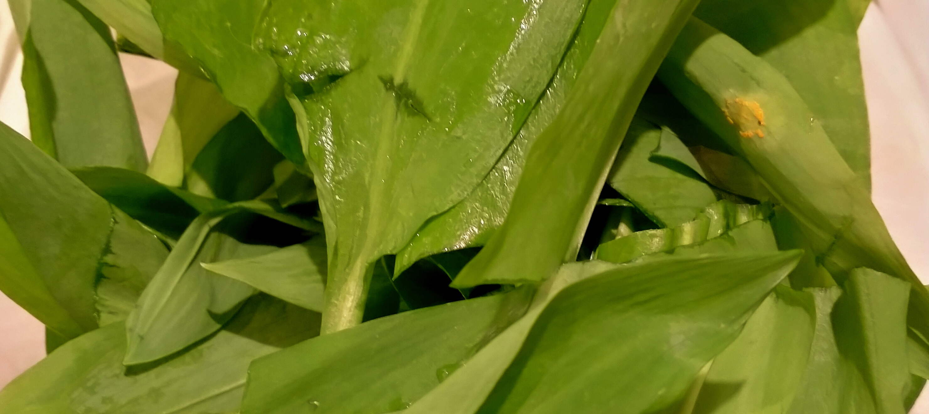 You are currently viewing Du pesto à l’ail des ours dans ta pizza !